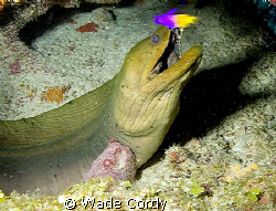 Moray Eel, Turneffe Belize by Wade Cordy 